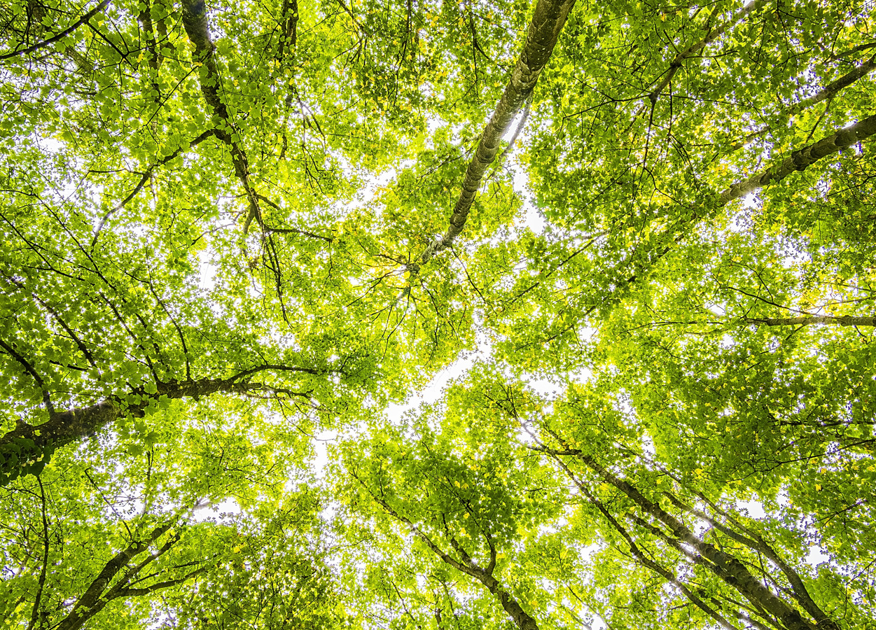 5 Tips for Dealing with COVID-19 from a Kansas City Trauma Therapist